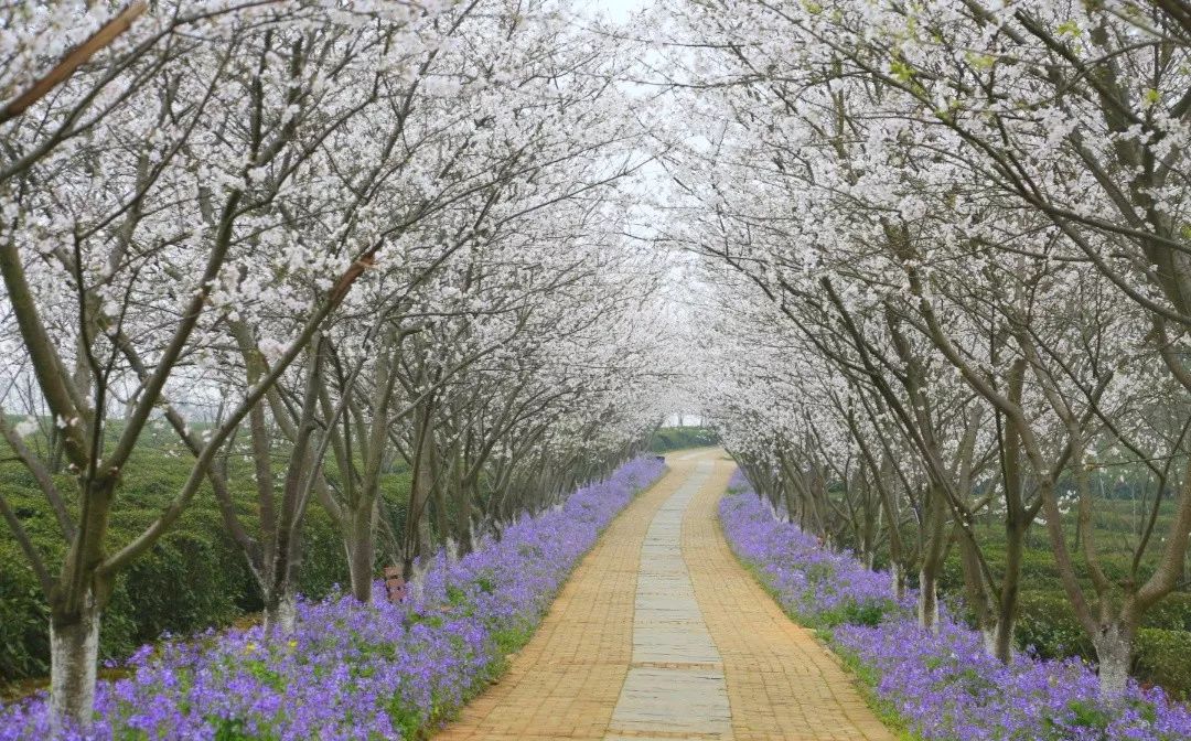 花枝招展的日子 在南昌旅游一卡通免费景区凤凰沟 漫天绚丽多姿的樱花