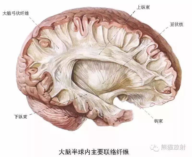 神经系统高清彩色解剖图