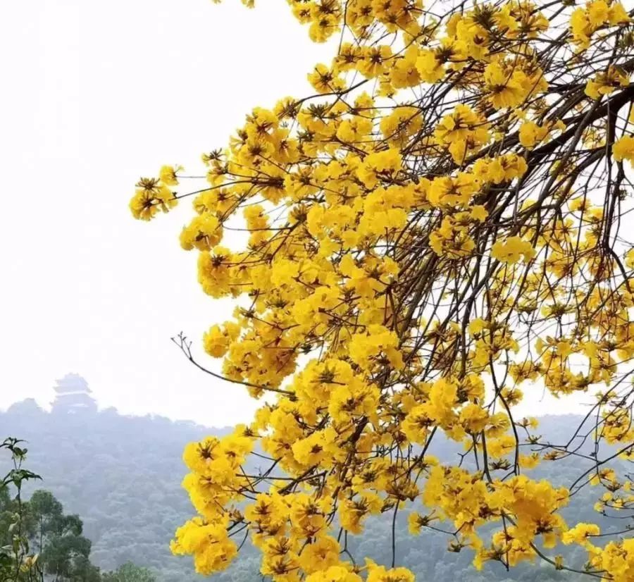 万物更新不少人因错过了觉得惋惜可惜粉花风铃木的花期很短"惠州