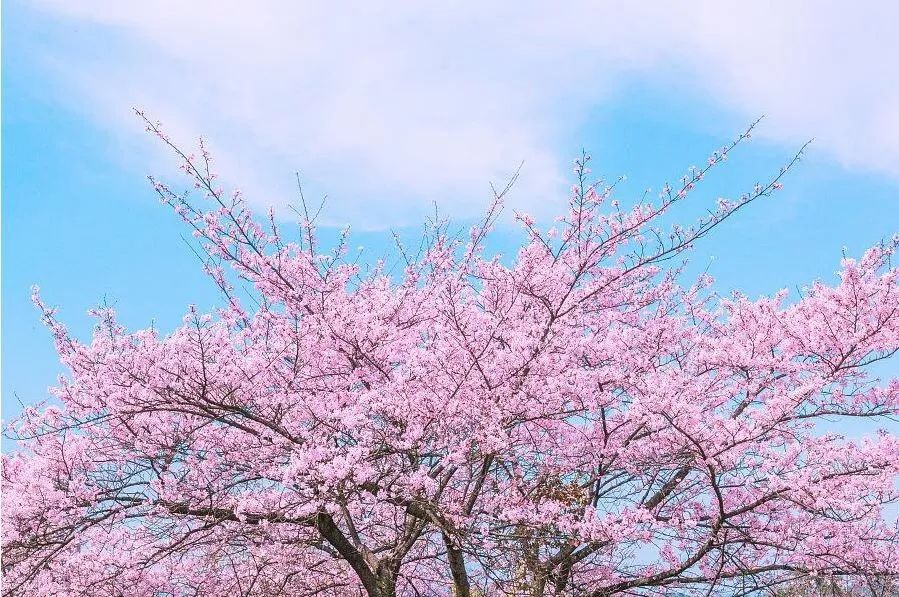 樱花校园怎么穿搭才最美呢_樱花校园模拟器