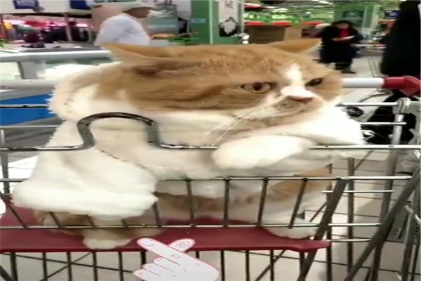 原創
            網友帶橘貓逛超市，不一會兒就成為了焦點，貓：頭要被摸禿的節奏 未分類 第2張