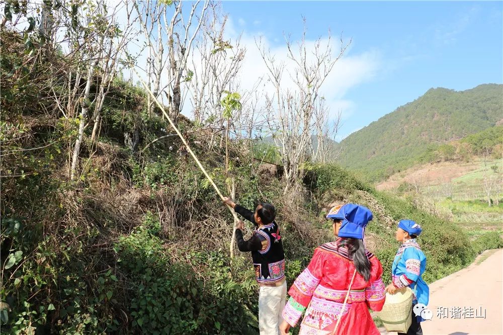 桂山街道太平社区下得勒箐居民小组地处深山,有农户44户178人,其中大