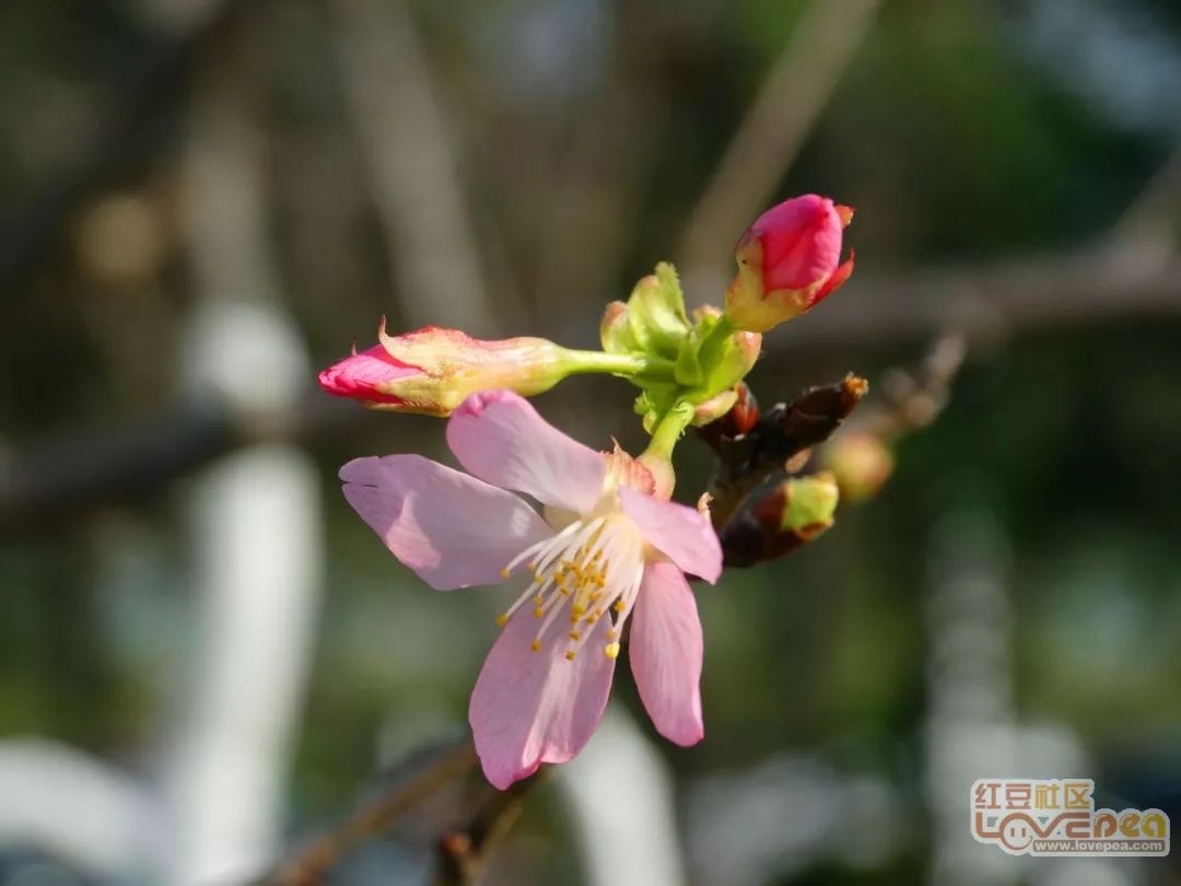 美丽玉林你见过五彩田园的樱花这般美丽的姿态吗