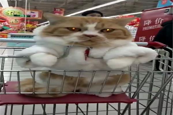 原創
            網友帶橘貓逛超市，不一會兒就成為了焦點，貓：頭要被摸禿的節奏 未分類 第3張