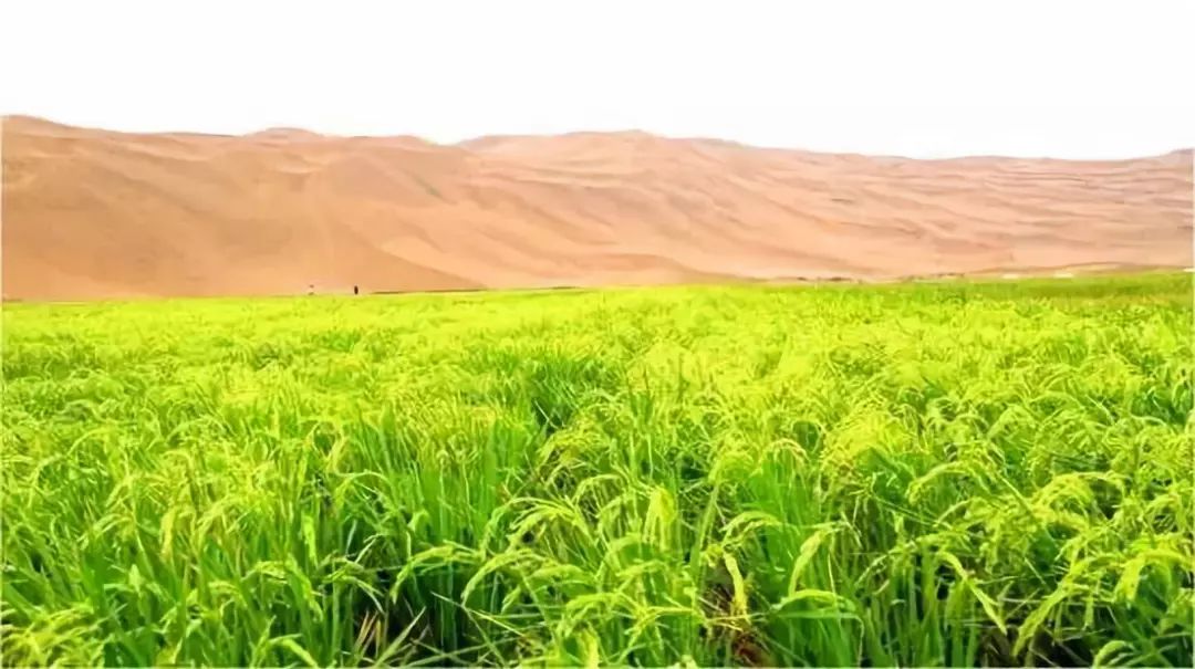 2年拓荒3.5万亩:他为何成为袁隆平"沙漠水稻"的接棒人