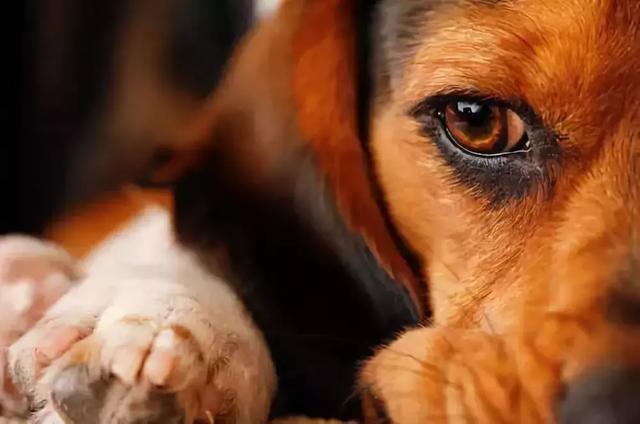 寵業簡報 | 山西一小區實行「無狗社區」；浙江舟山將出台兩部養犬法規 未分類 第3張
