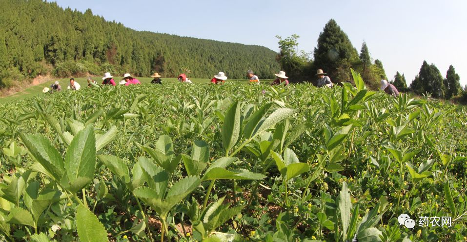 种植中药材的黄金定律是什么?现阶段的产业发展难题如何破解?