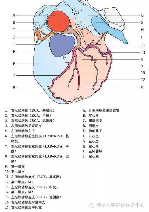 胸部血管解剖详细标注