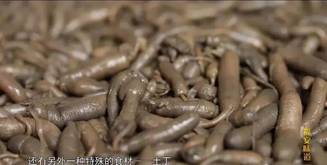 这个跟鼻涕虫一样可怕的生物,竟是宁德"冬虫夏草"?