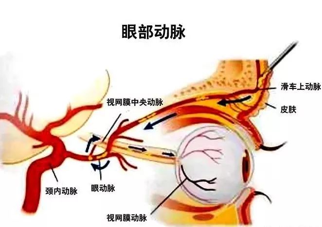 眼部专题 | 眼解剖中的眼动脉分支