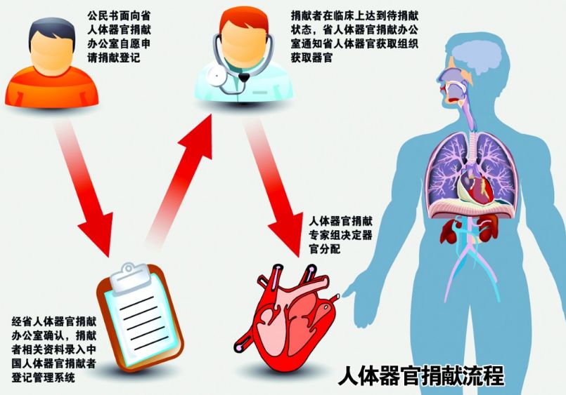 快报| 3月1日施行人体捐献器官新规!