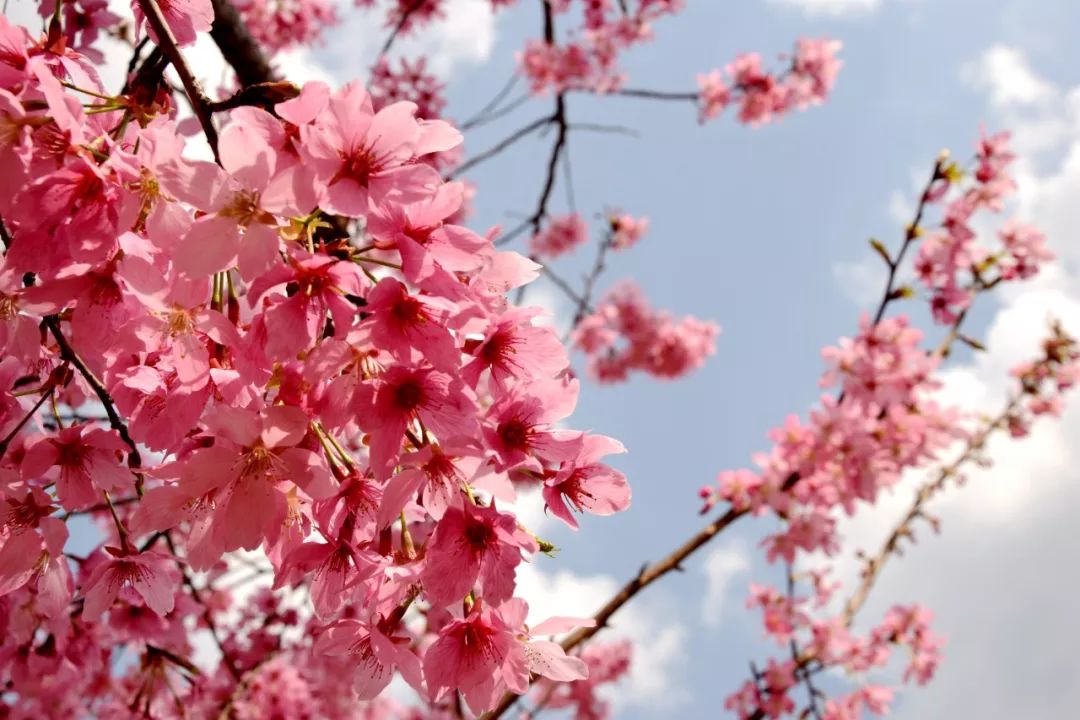 谁说只能去日本赏樱花来这里体验广元最大樱花节