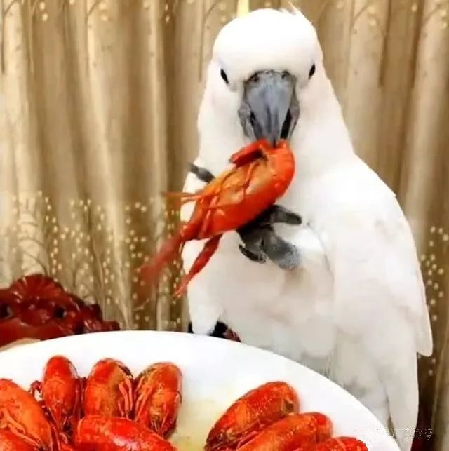 鸚鵡被桌上龍蝦吸引，雙手抱起就開吃，隨後的行為如同小孩 未分類 第2張