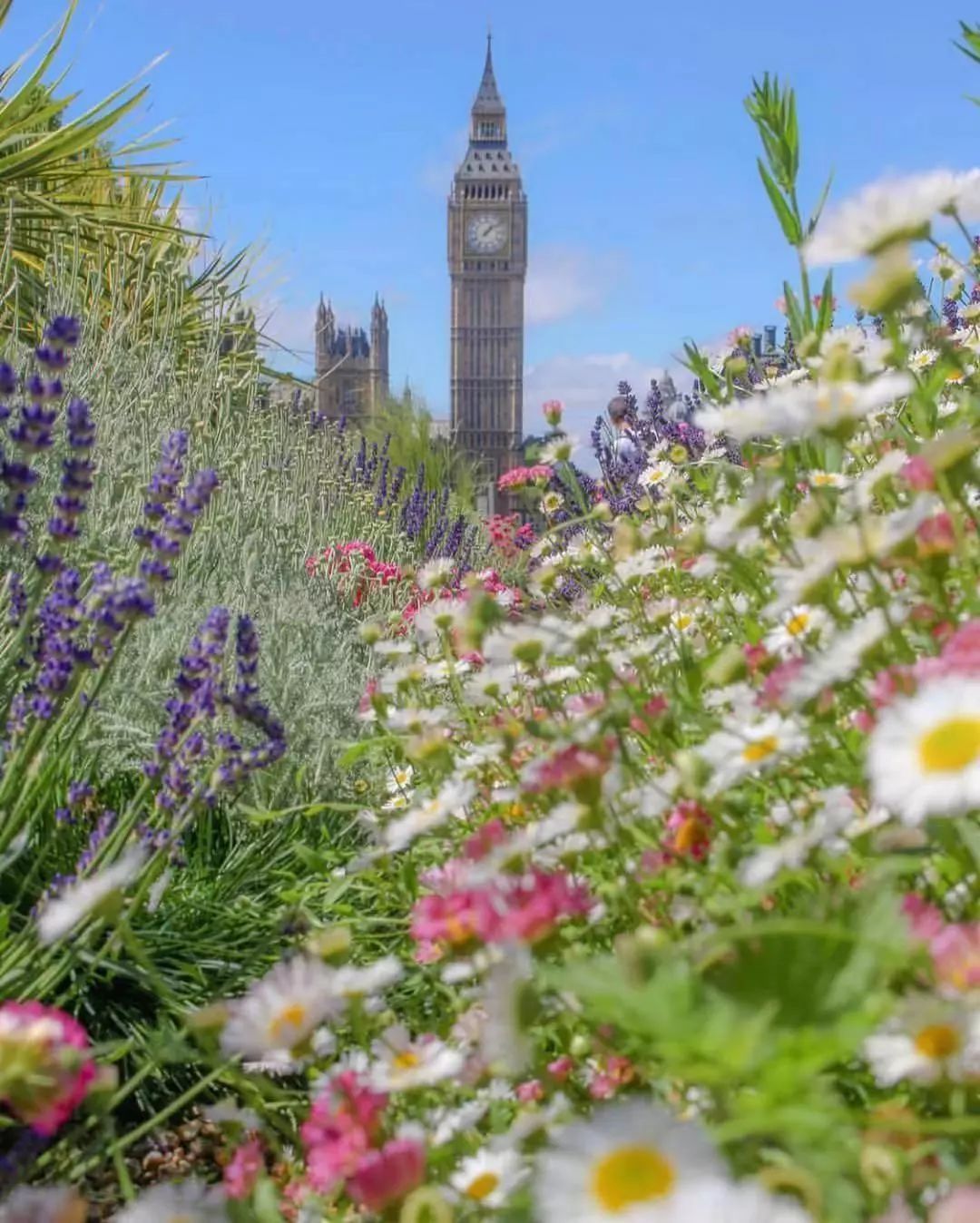 春季英国 花开烂漫 郁郁葱葱