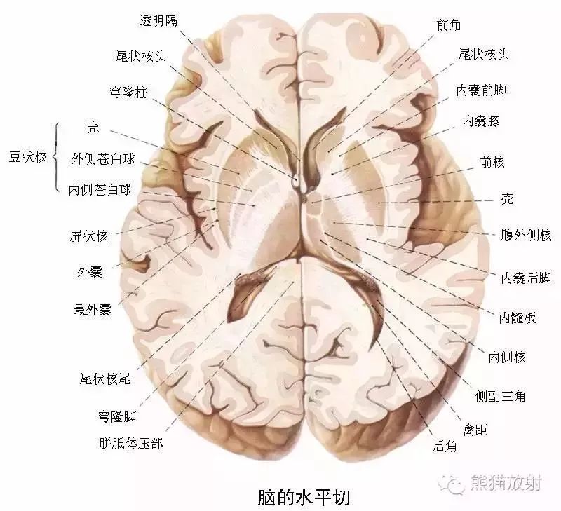 神经系统高清彩色解剖图