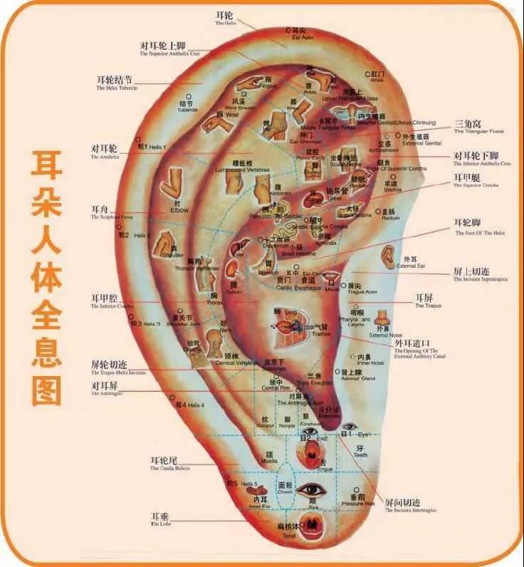 耳朵的穴位对应五脏六腑,教你几个按摩小方法,防病又保健!