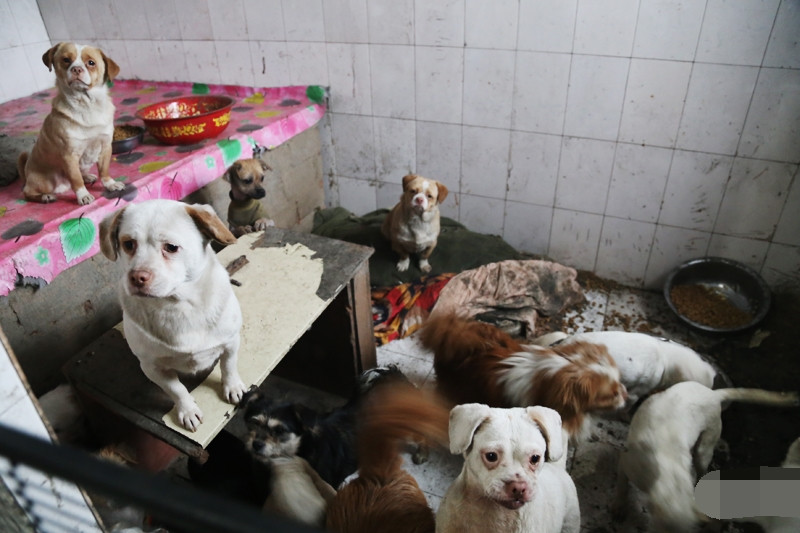 为了家里的80只流浪狗,大姐甘愿和狗狗住潮湿仓库