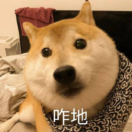 柴犬表情包:你惹什么不好,惹你爹我