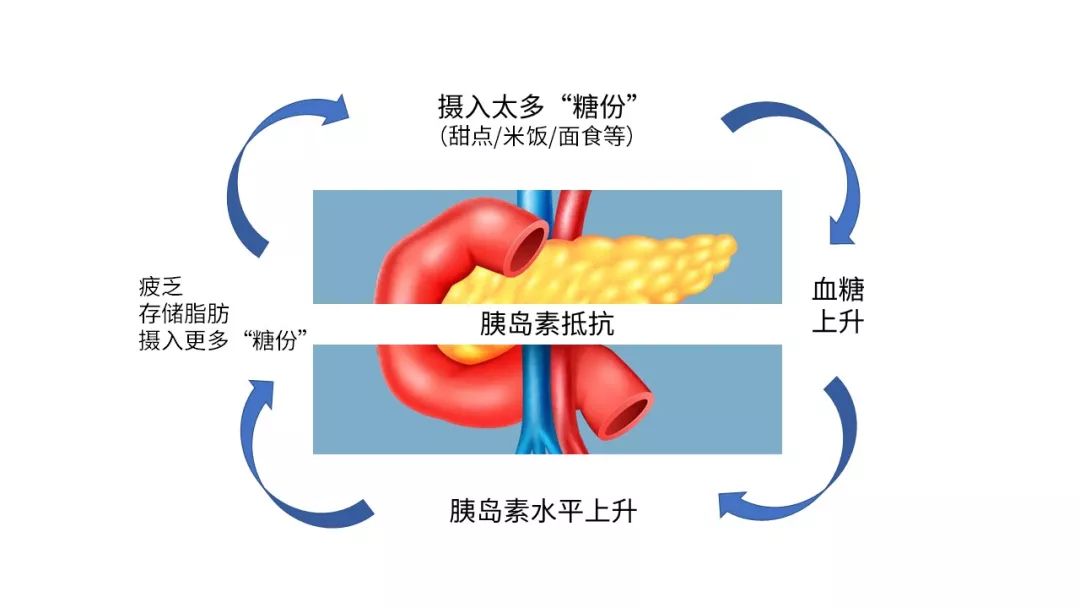 吃多了, 你的身体会出现什么变化?_胰岛素