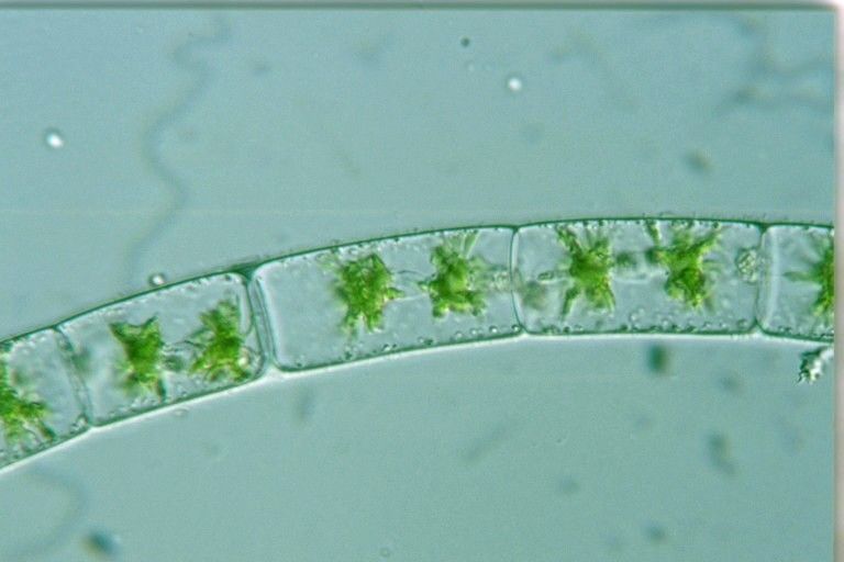 养殖高手:定向培养藻类技术之藻类!