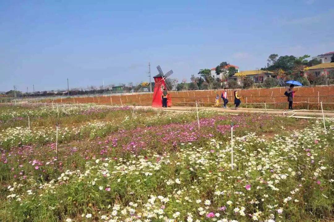 新一批新会春游网红打卡点来袭,赶紧安排起来!_花海