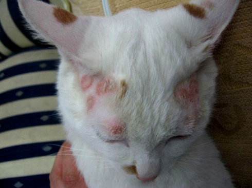 辟谣!猫咪皮肤病不会传染给人?猫癣比你