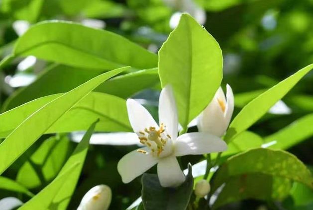 柑橘花前防控 注重两病 三虫和促花 简单明了一看就懂 建议