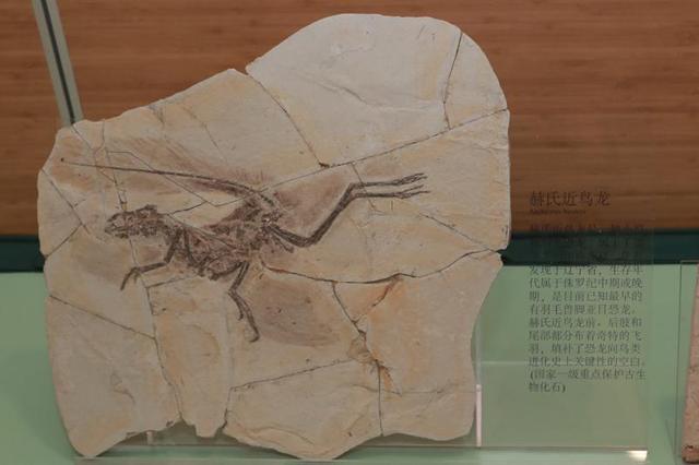 赫氏近鸟龙化石鸟脚龙还原的鸟类与恐龙中间物种!