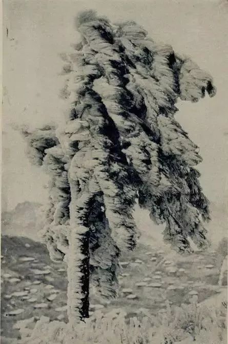 这颗小雪松现在应该成了雪松爷爷吧