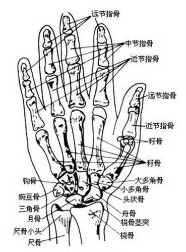 ②手的骨骼结构,手由紧密排列的8块腕骨,5块长形的掌骨和14块指骨构成