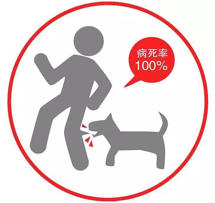 狂犬病的死亡率是100!