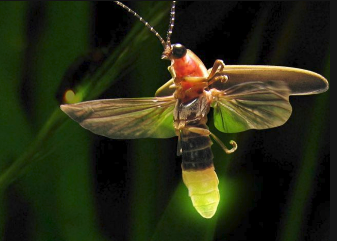 当知道萤火虫吃东西的过程后你还会认为它是一种浪漫的动物吗