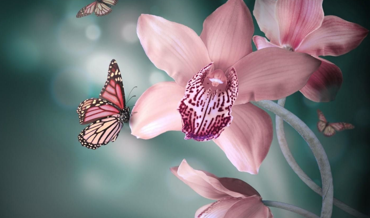 一朵花一只蝴蝶是什么成语_蝴蝶比是什么样子图片(2)