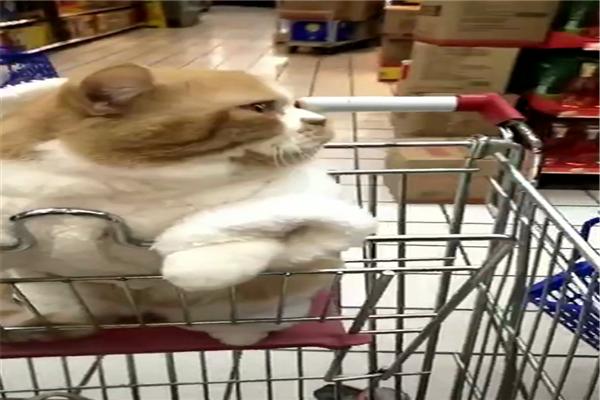 原創
            網友帶橘貓逛超市，不一會兒就成為了焦點，貓：頭要被摸禿的節奏 未分類 第1張