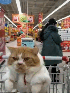 原創
            網友帶橘貓逛超市，不一會兒就成為了焦點，貓：頭要被摸禿的節奏 未分類 第4張