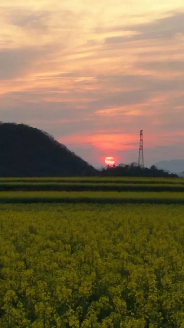 【森蓝视界】随缘:春天的呼唤(罗平第十八届油菜花节掠影)