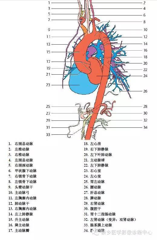 胸部血管解剖详细标注
