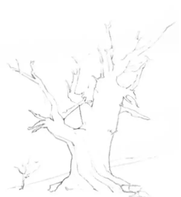 素描教程丨教你怎样画树,超详细教程,不看白不看_松树