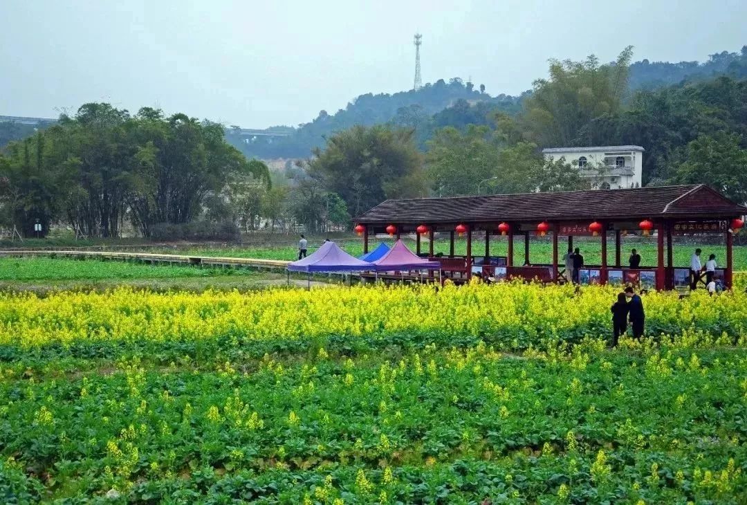 红山村油菜花海