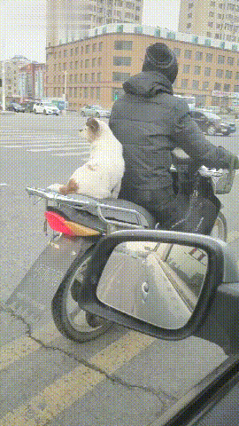 狗狗坐在摩托車的後座上，還回頭看網友一眼，回眸一笑百媚生呀！ 未分類 第1張