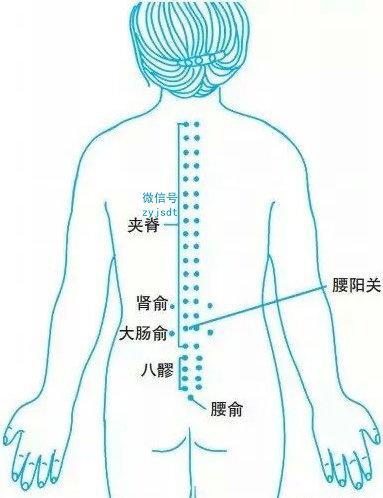 每日一穴夹脊穴