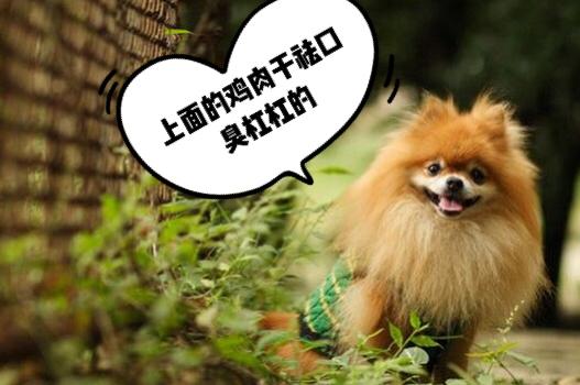 原創
            飼養博美犬的5大忌，別拿它的健康，為你的錯誤買單！ 寵物 第8張