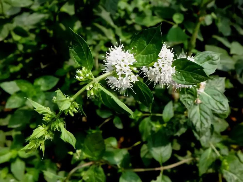 春天必吃的12大黄金菜