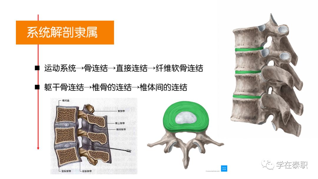 腰椎间盘突出:从功能解剖,机制,症状到家庭自主康复