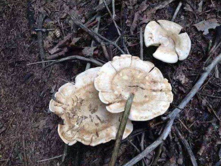 银盘蘑菇