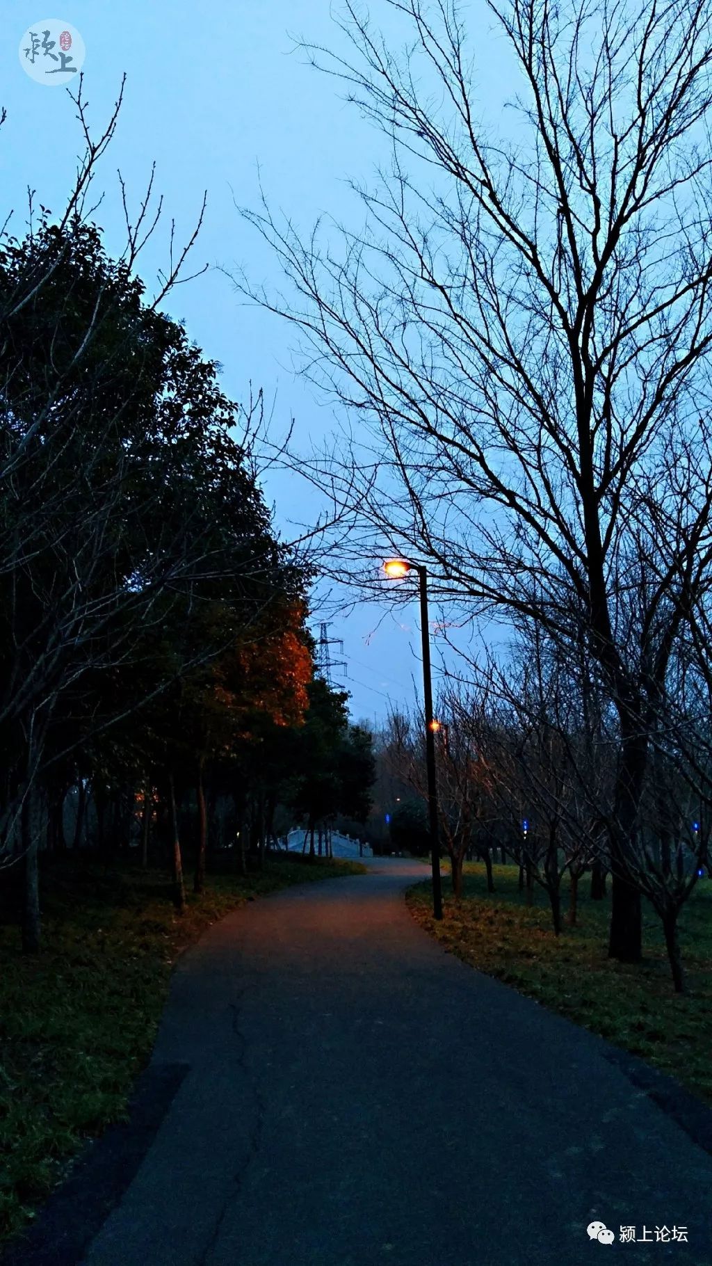 颍上初春湿地景色美