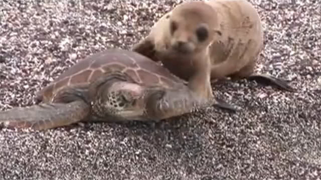 海獅硬要海龜當司機，人家沒答應就上車了：今天你必須捎我一段 寵物 第2張