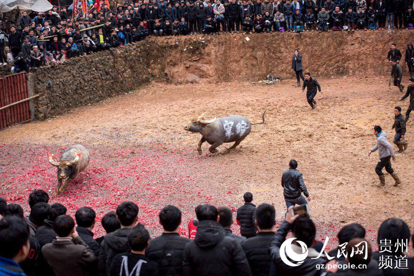 黔东南苗族侗族自治州从江县下江镇弄刷斗牛塘,两头水牯牛在追逐打斗