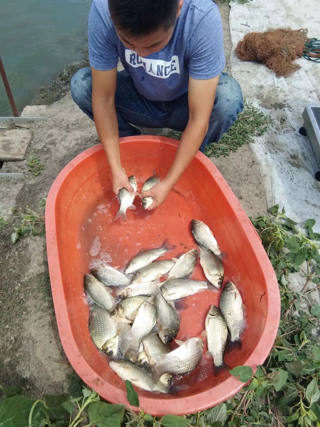 苏北地区淡水鱼养殖的那些事儿