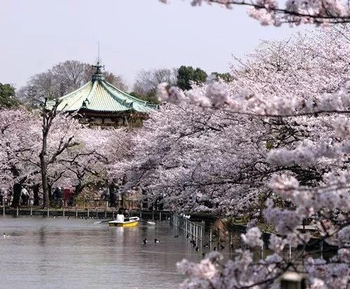 2019年日本樱花开放时间预测!错过又要再等一